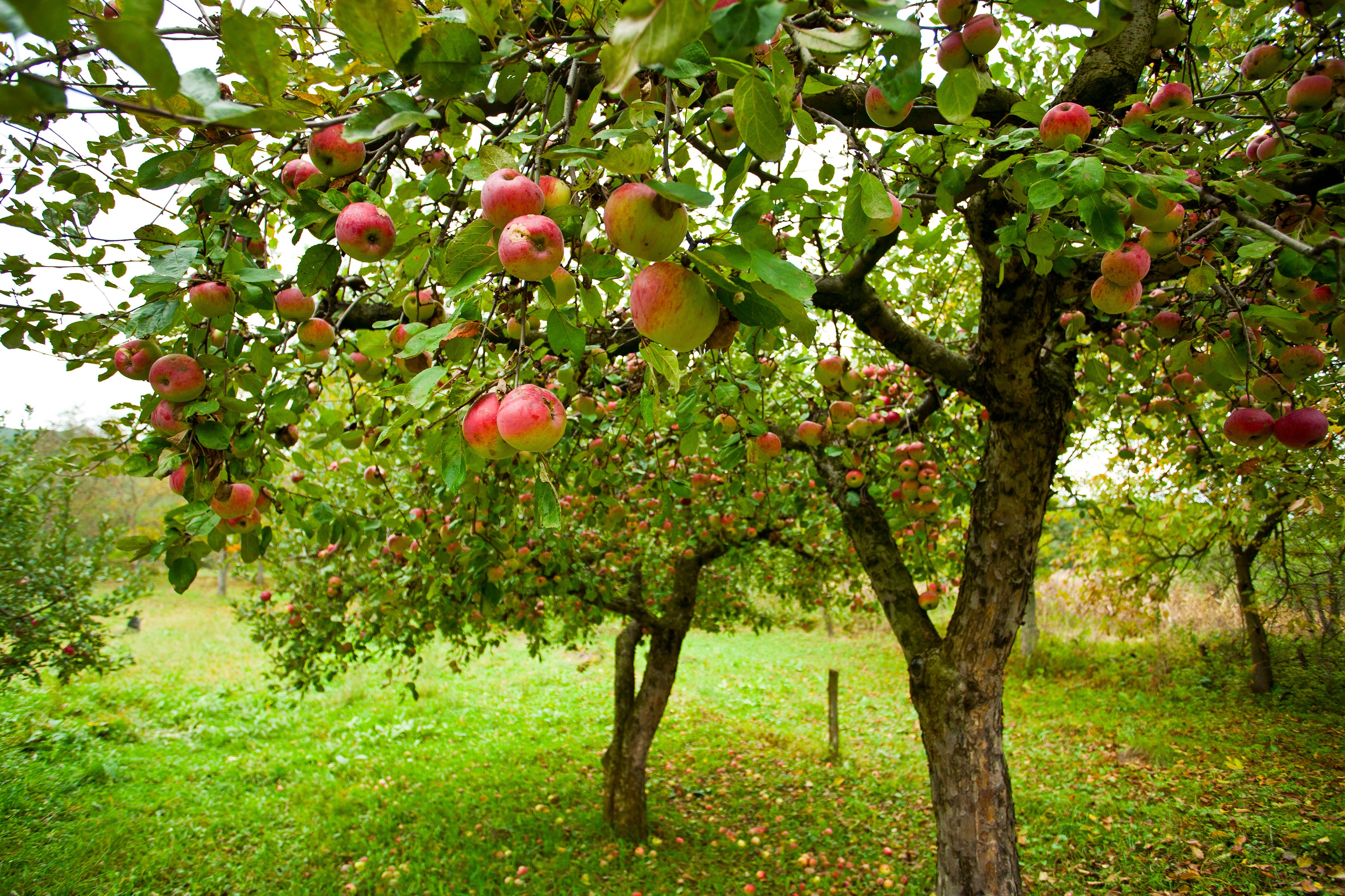 Apple Tree Fertilizer by Old Cobblers Farm