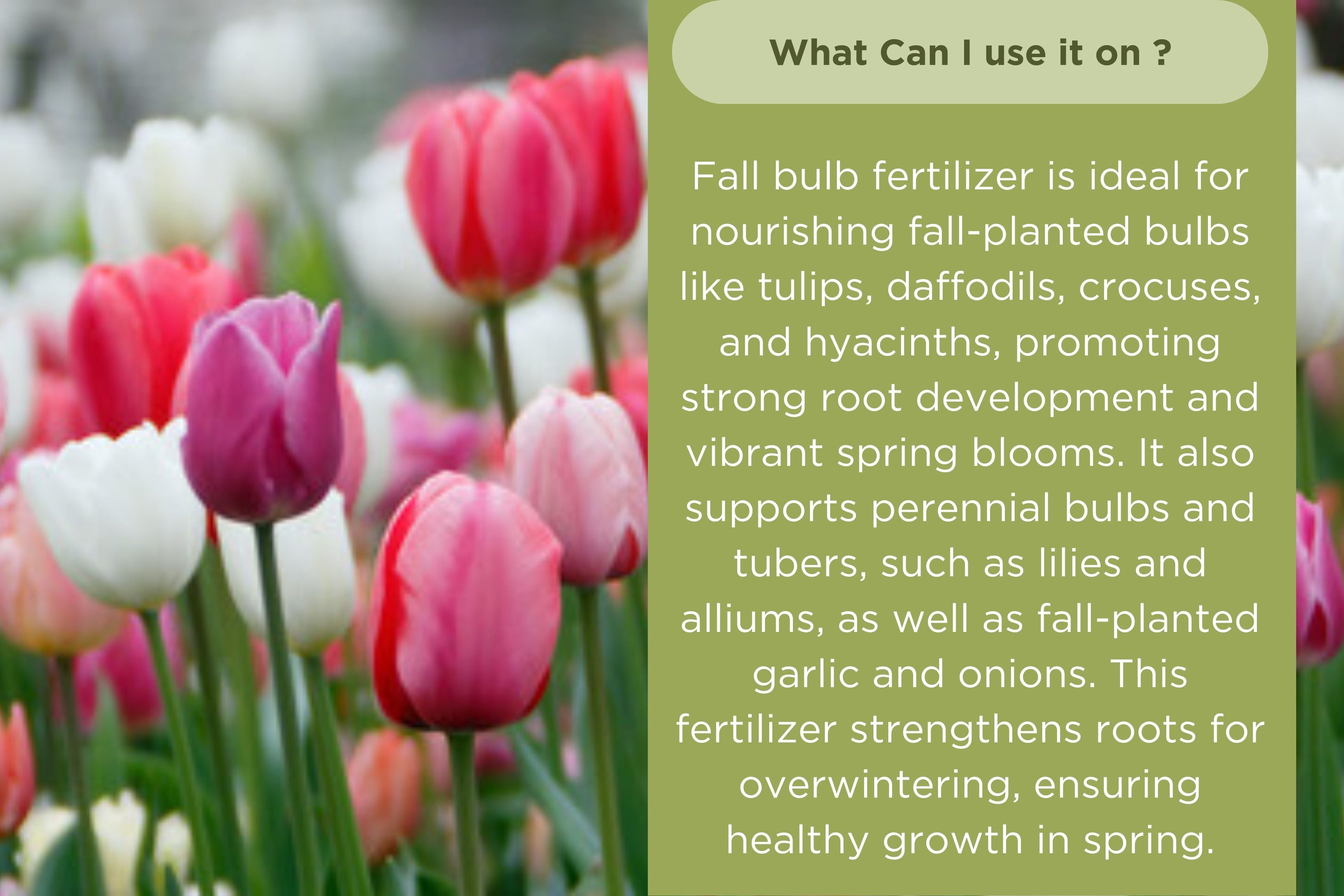 Fall Bulb Fertilizer by Old Cobblers Farm