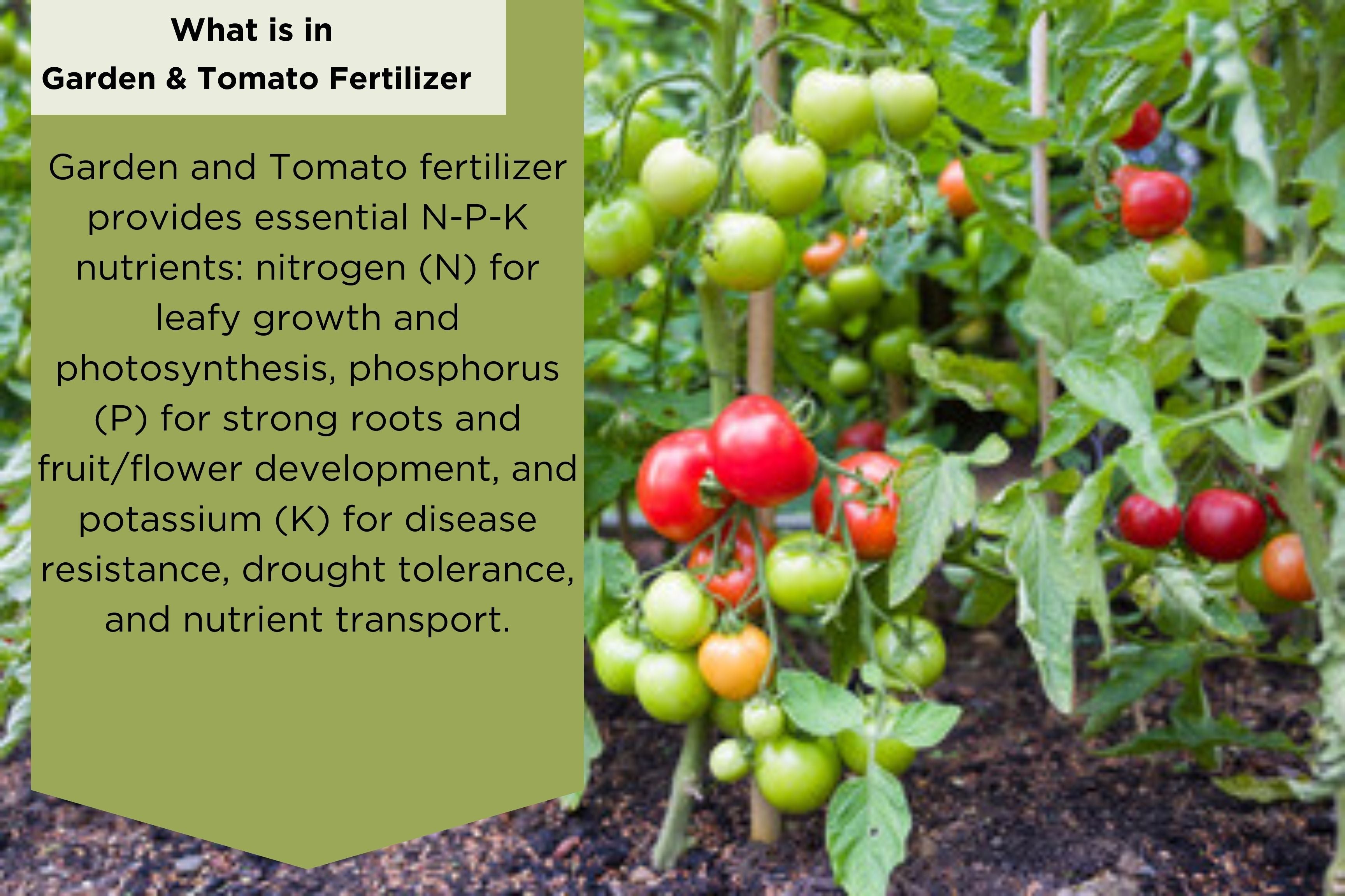 Garden & Tomato Fertilizer by Old Cobblers Farm