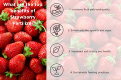 Strawberry Fertilizer by Old Cobblers Farm