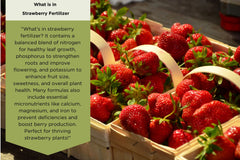 Strawberry Fertilizer by Old Cobblers Farm