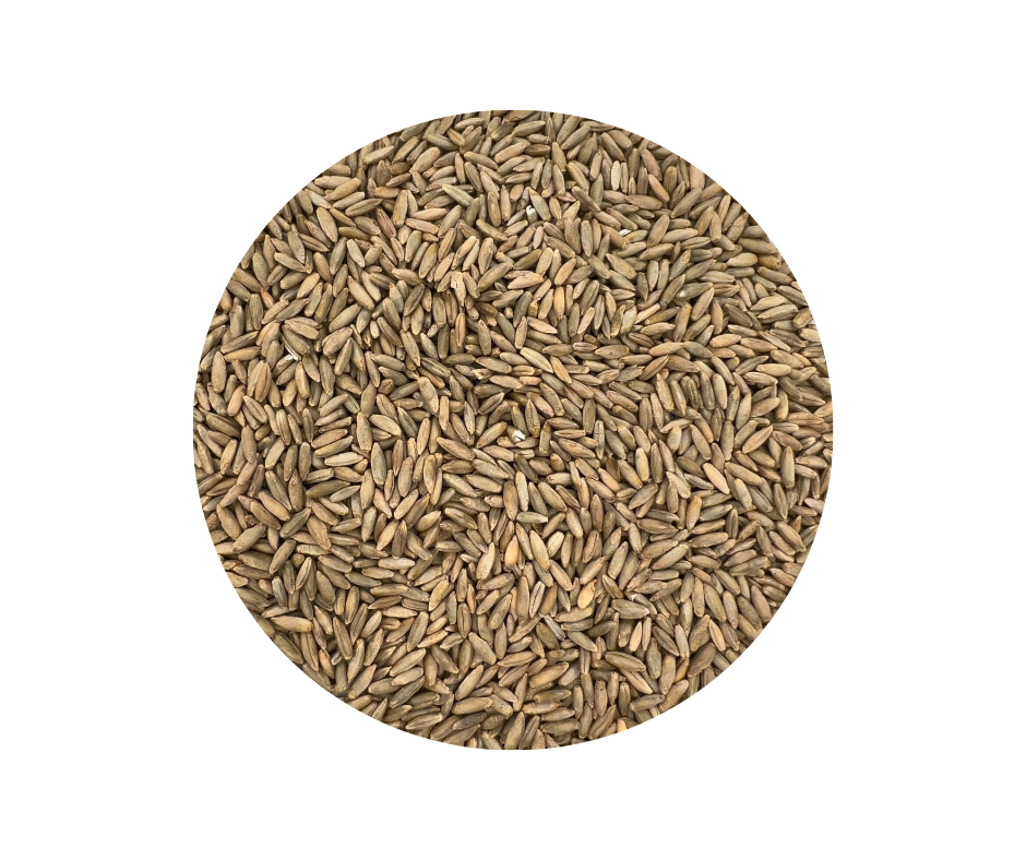 Winter Rye Grass Seed 10lbs by Old Cobblers Farm