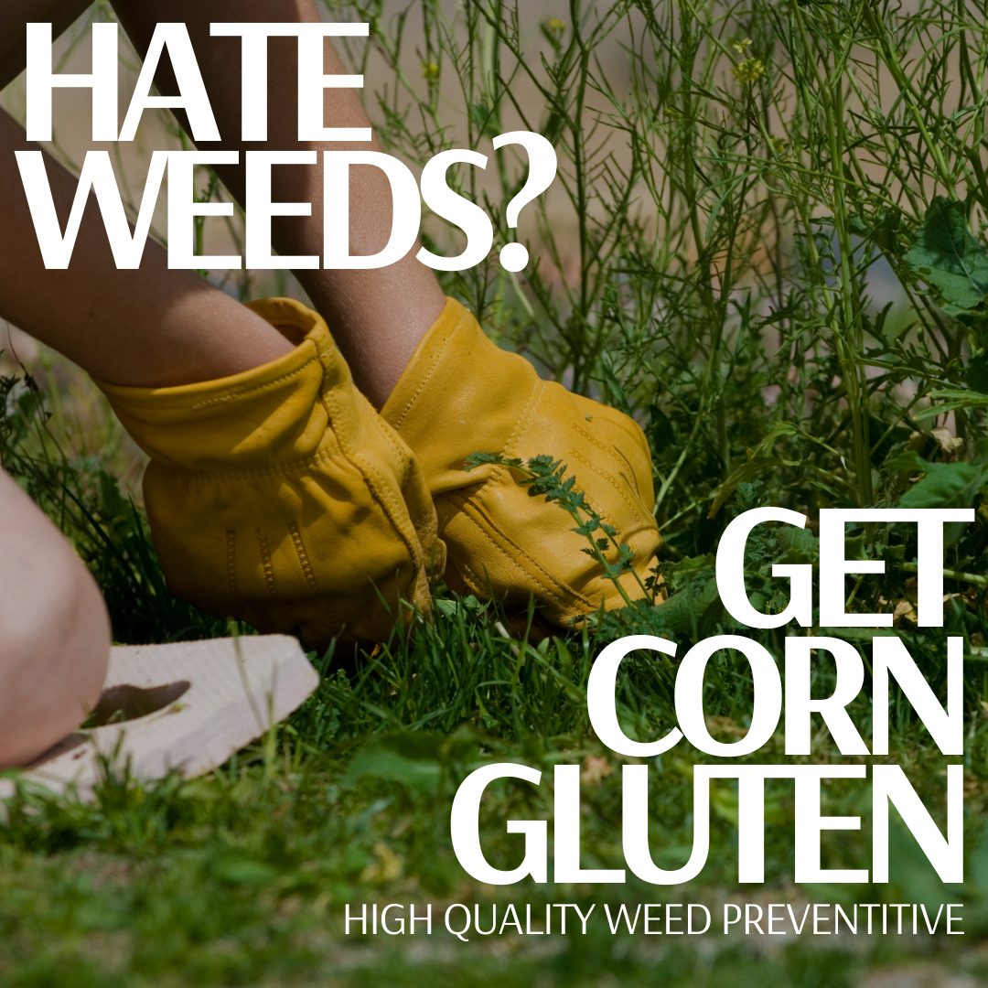 Corn gluten is a natural and eco-friendly way to keep your lawn and garden free from weeds. By creating a protective barrier, it stops weed seeds like crabgrass from sprouting while enriching the soil with nutrients. Enjoy a green, thriving lawn and garden without the need for harsh chemicals.